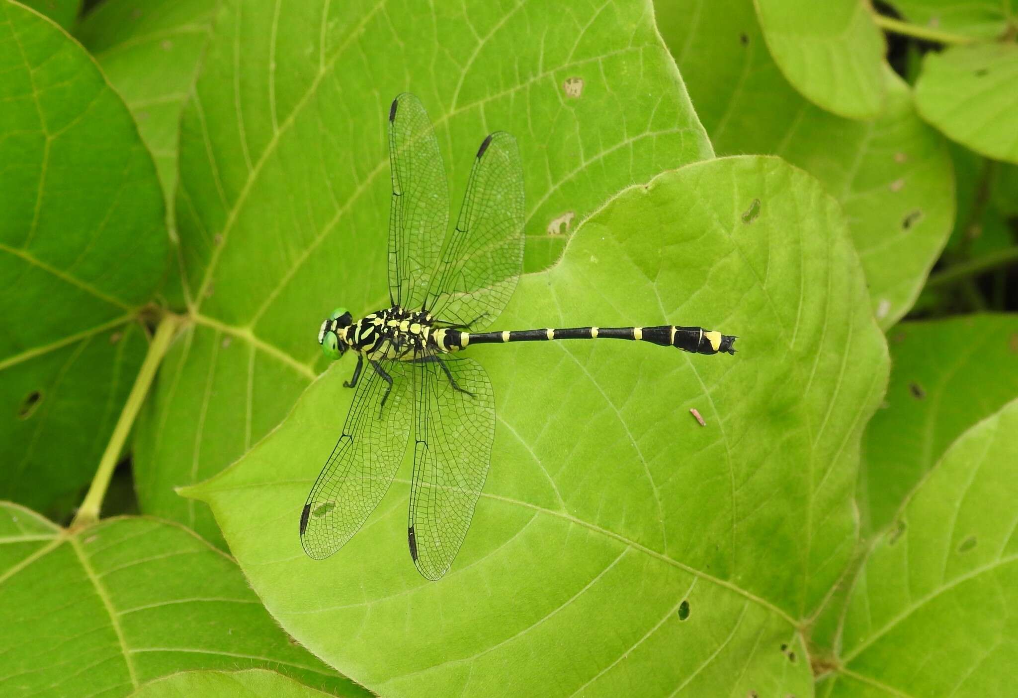 Image of Burmagomphus collaris (Needham 1929)