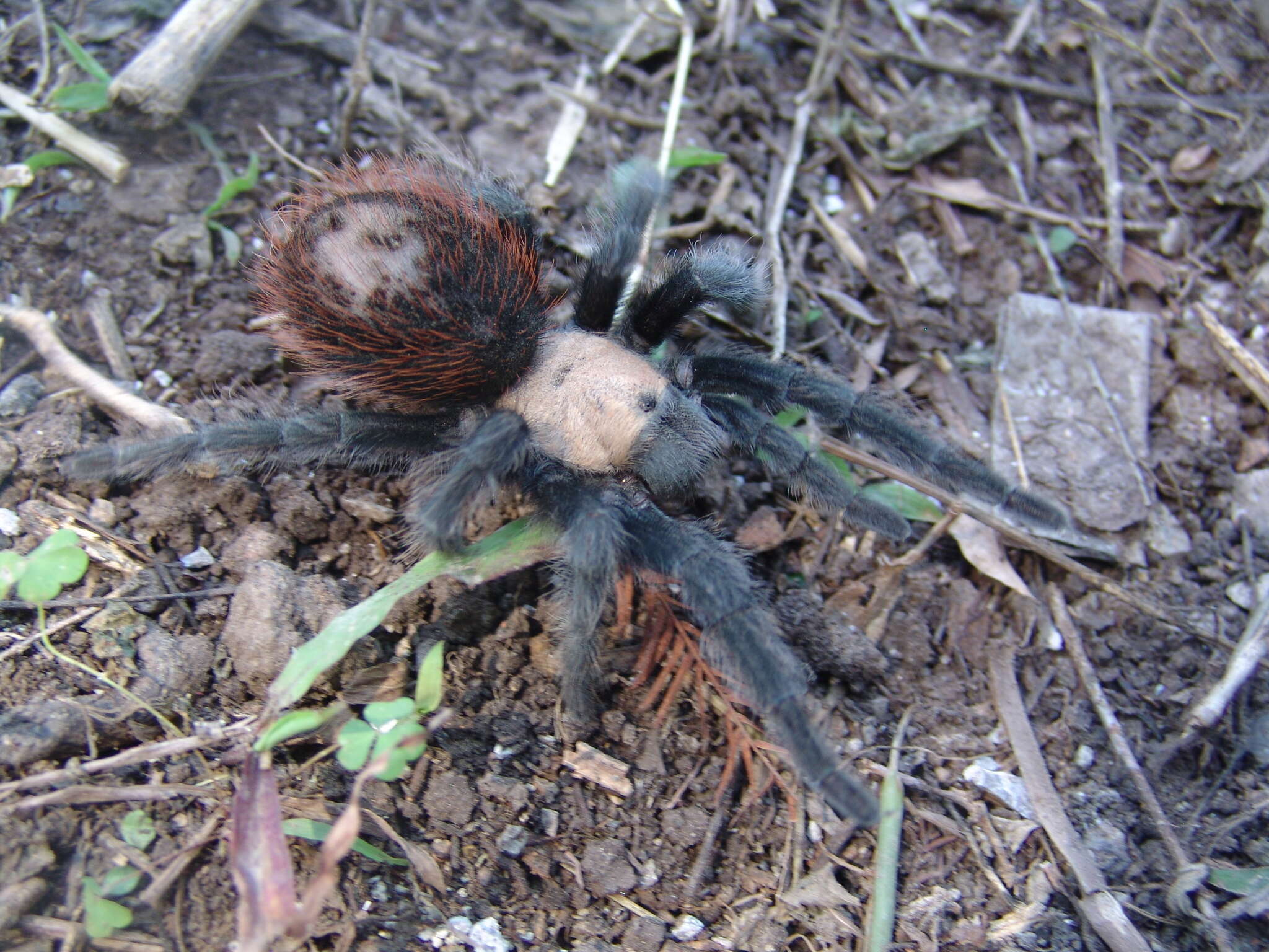 Image of Mexican Black and Gold Red Rump Tarantula