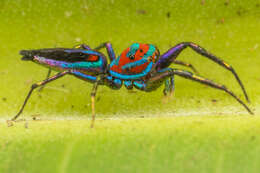 Image of Chrysilla lauta Thorell 1887