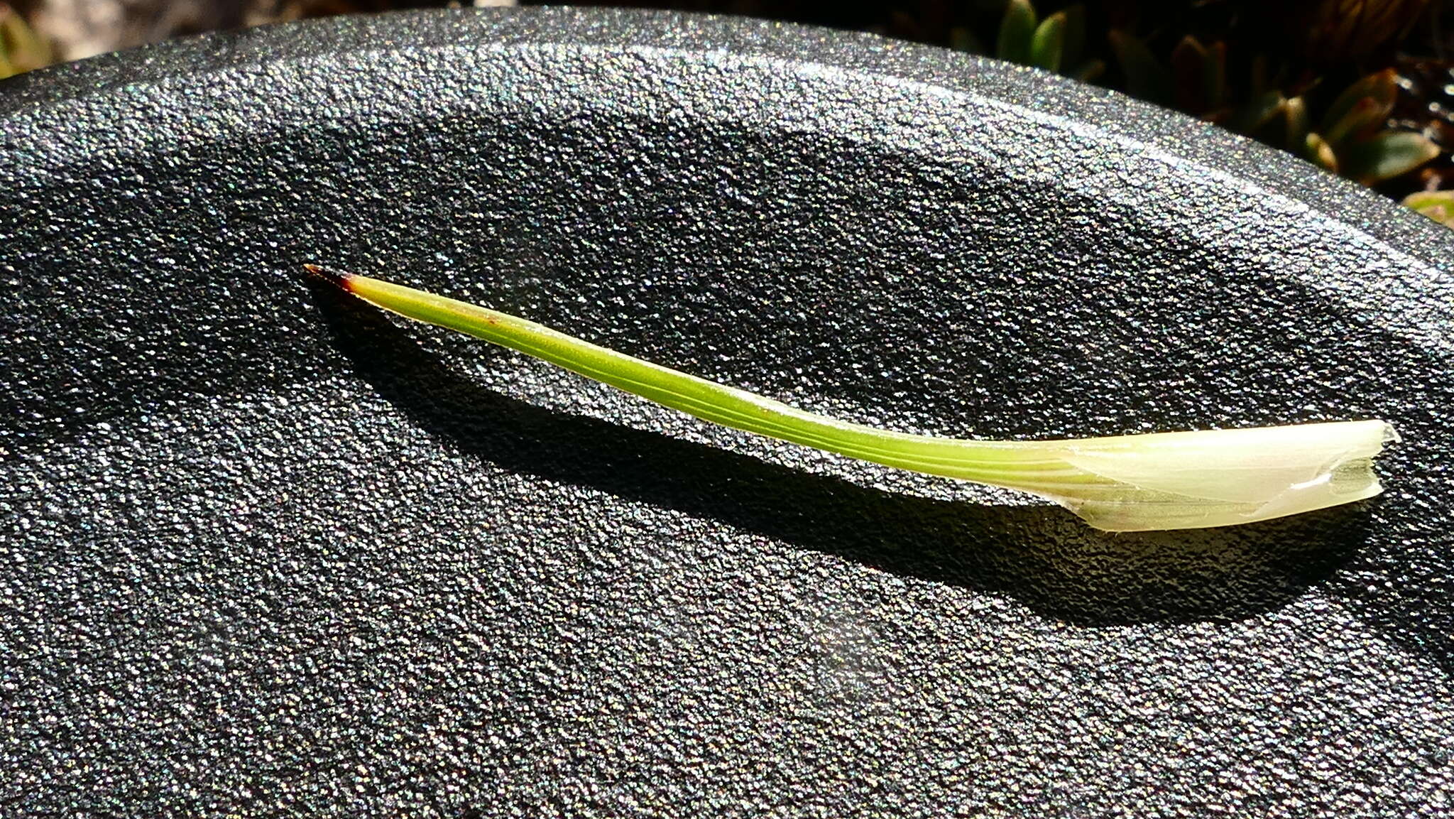 Image of Dracophyllum pearsonii T. Kirk