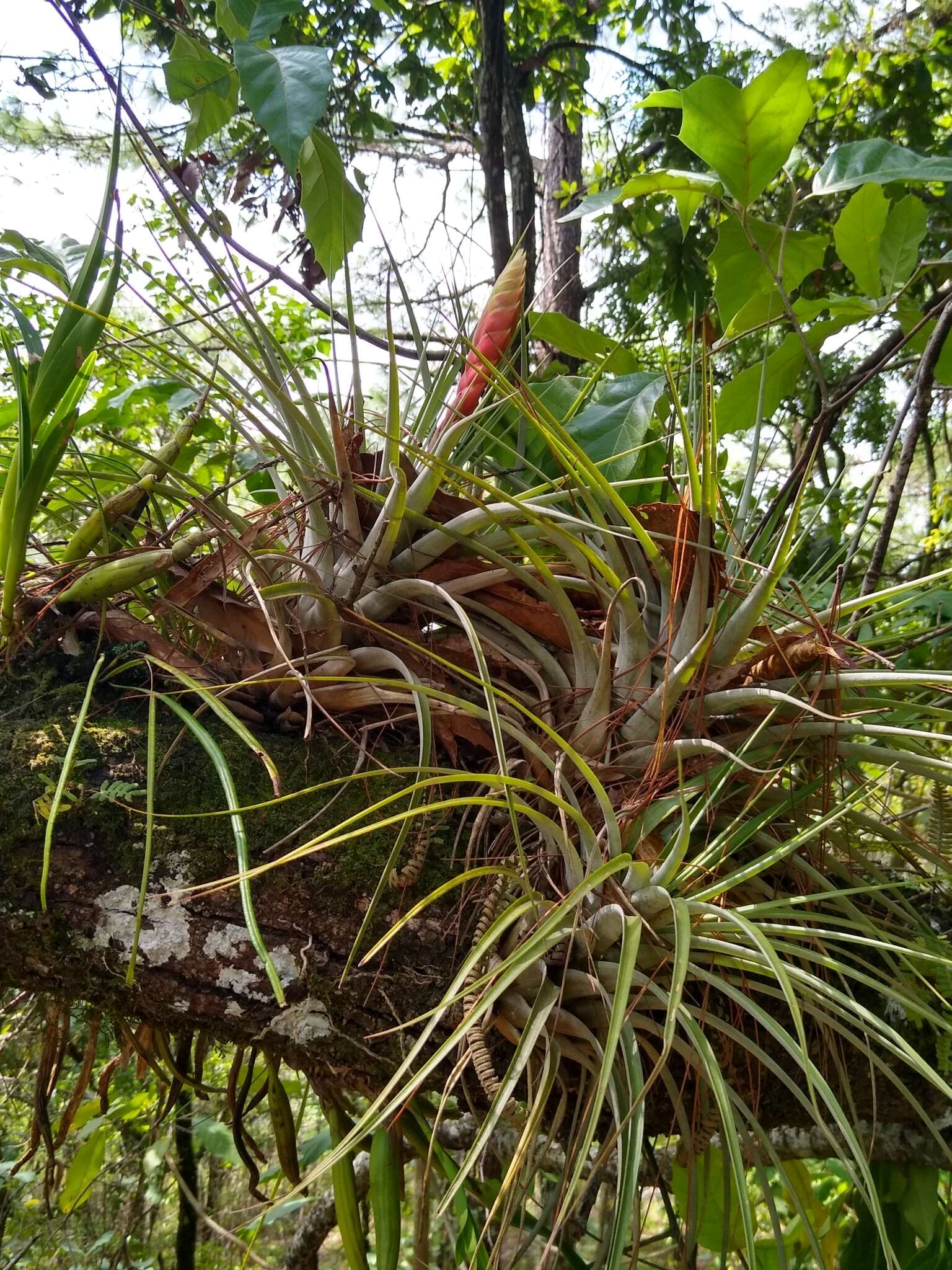 Imagem de Tillandsia compressa Bertero ex Schult. & Schult. fil.