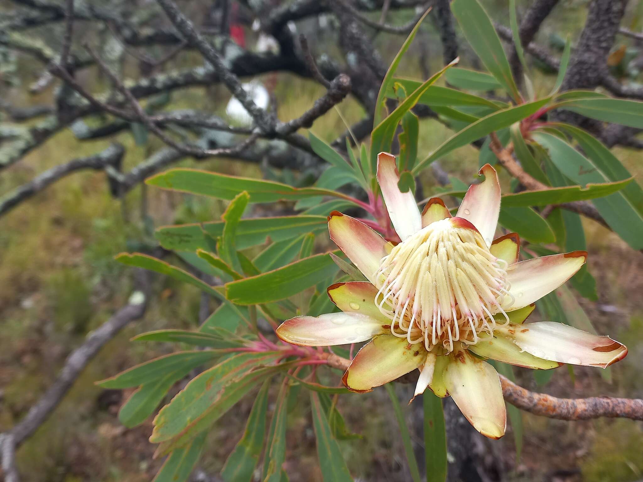 Image of Protea petiolaris (Engl. ex Hiern) Welw.