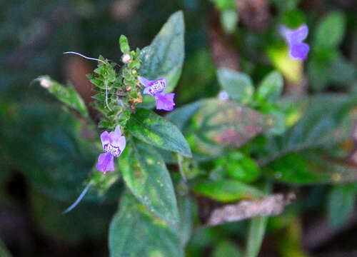 Image of White ribbon bush