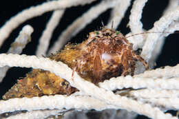 Image of rocky-shore hermit crab