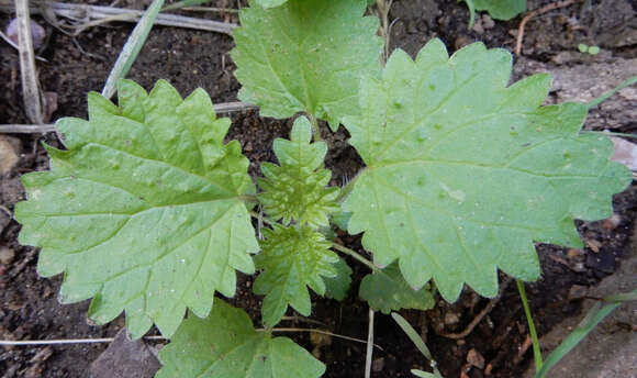 Image de Urtica gracilenta Greene