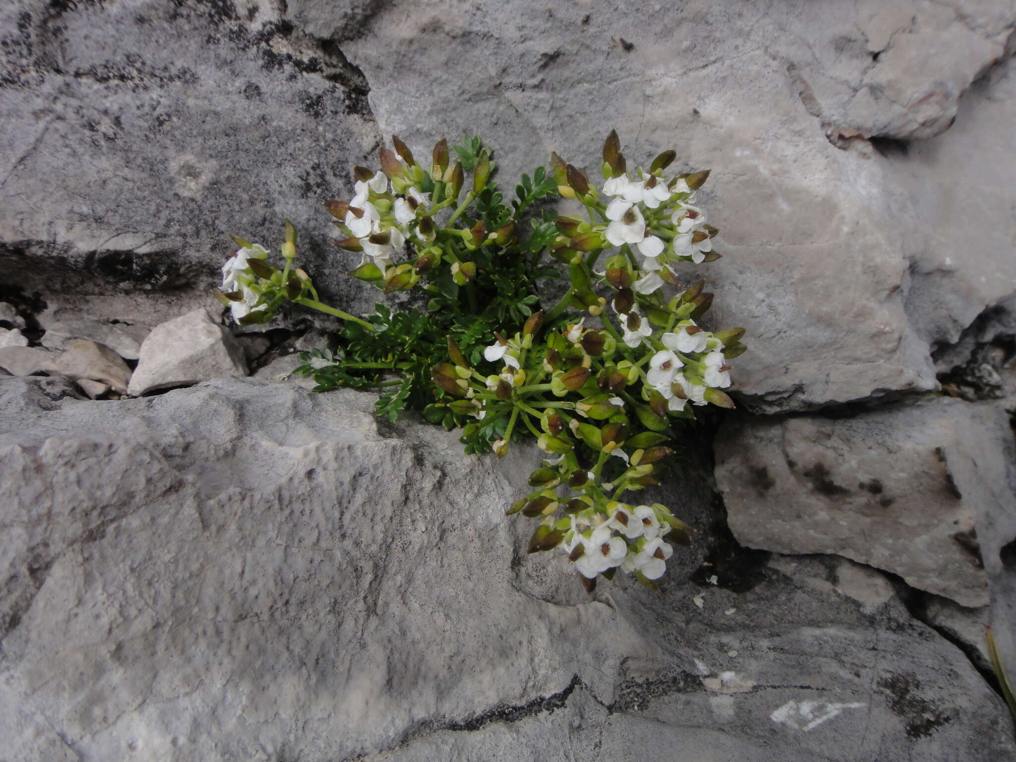 Image of alpine hutchinsia