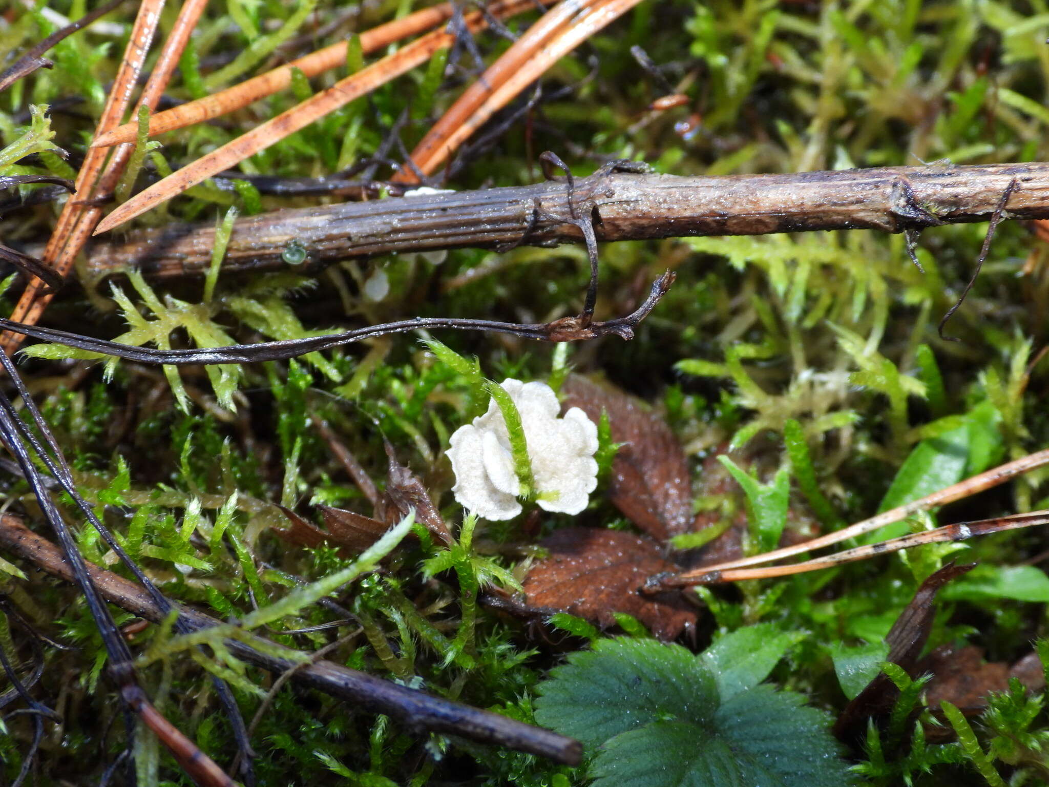 Image of Rimbachia arachnoidea (Peck) Redhead 1984