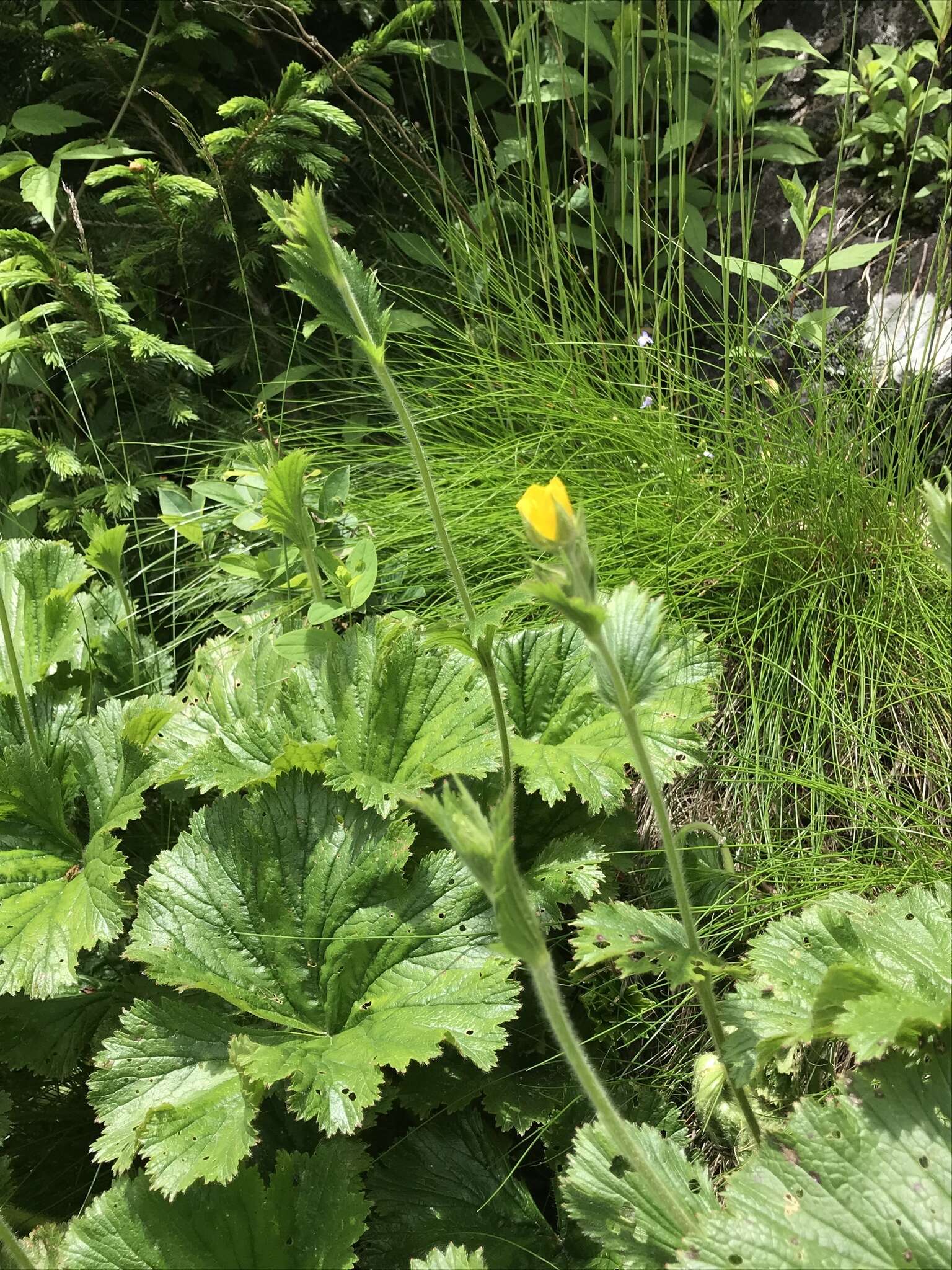 Geum radiatum Michx.的圖片