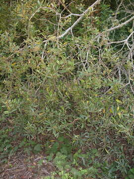 Salix lasiolepis Benth. resmi