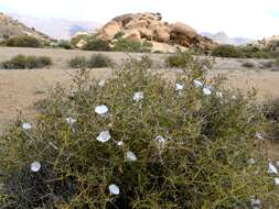 Convolvulus trabutianus Schweinf. & Muschler的圖片