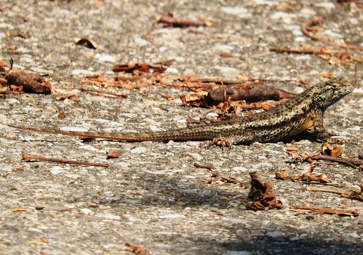 Image of Sceloporus horridus Wiegmann 1834