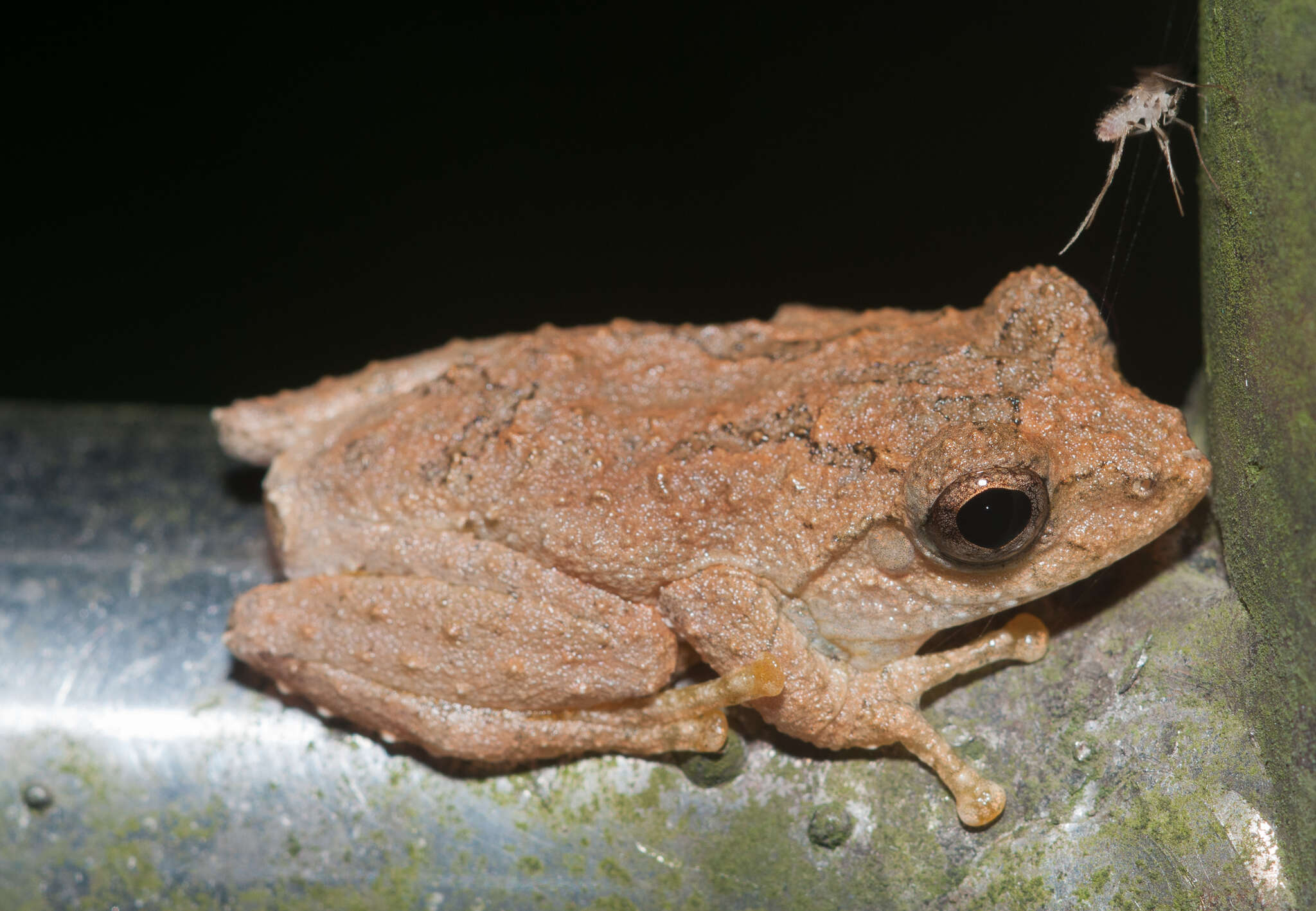 Image of Temple Tree Frog