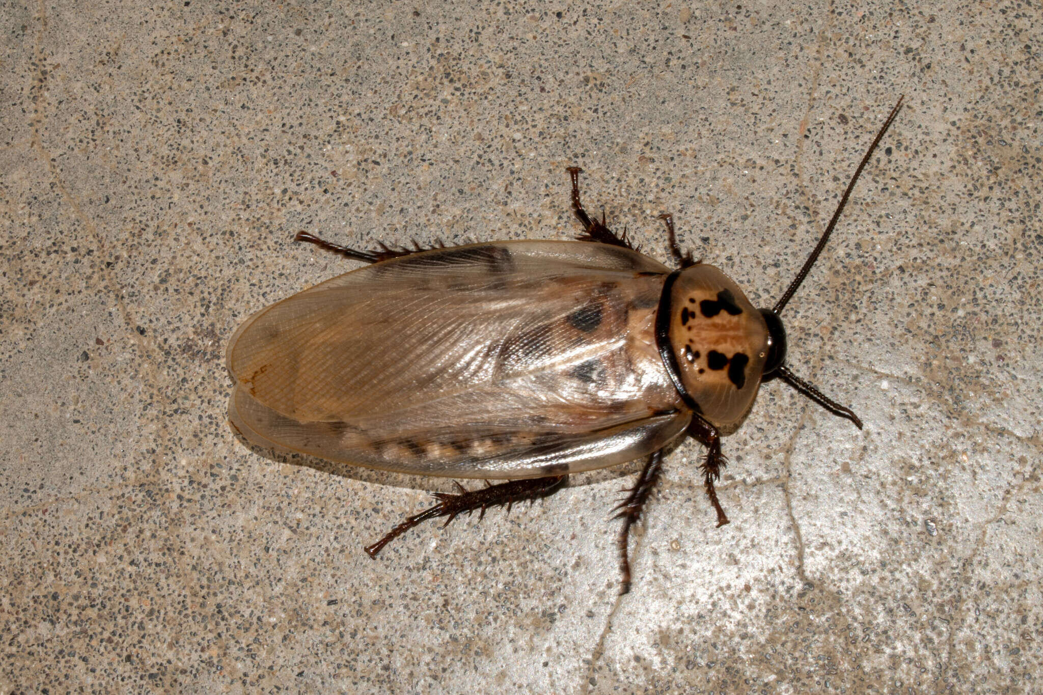 Image of Eublaberus distanti (Kirby & W. F. 1903)