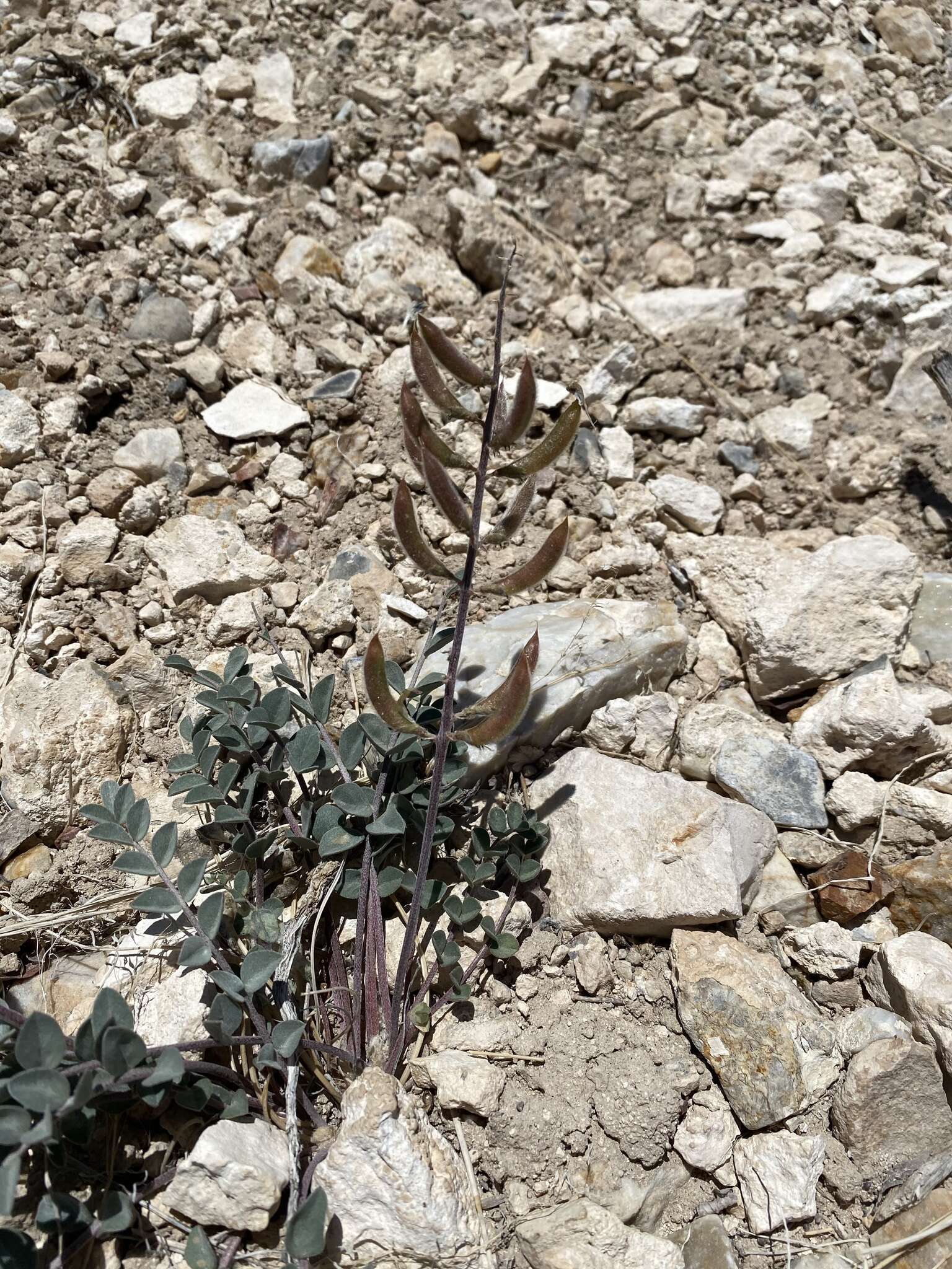 Image of Minthorn's milkvetch