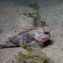 Image of Southern gurnard perch