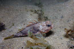 Image of Southern gurnard perch