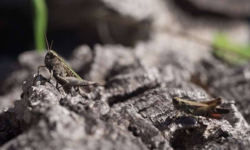 Image of woodland grasshopper