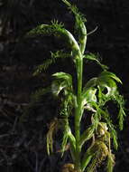 Image of Bipinnula plumosa Lindl.