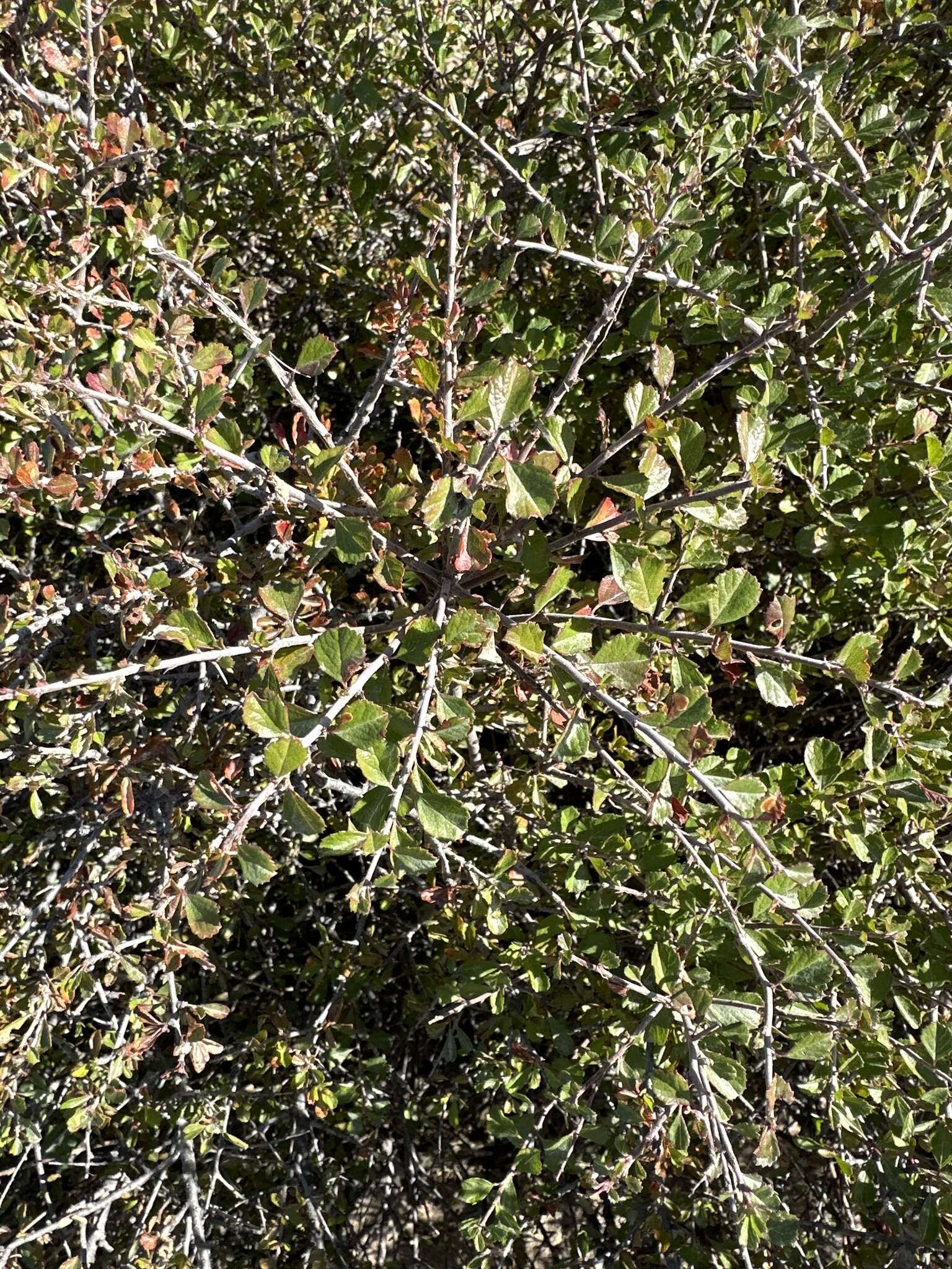 Image de Prunus havardii (W. Wight) Mason