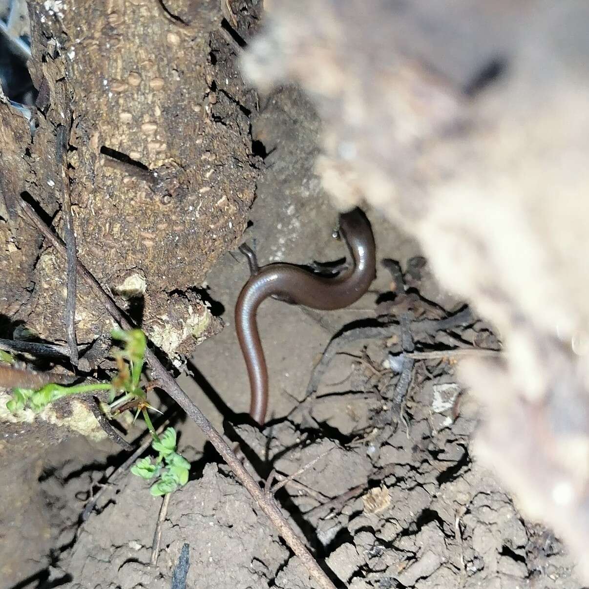 Image of Scincella assata taylori (Oliver 1937)