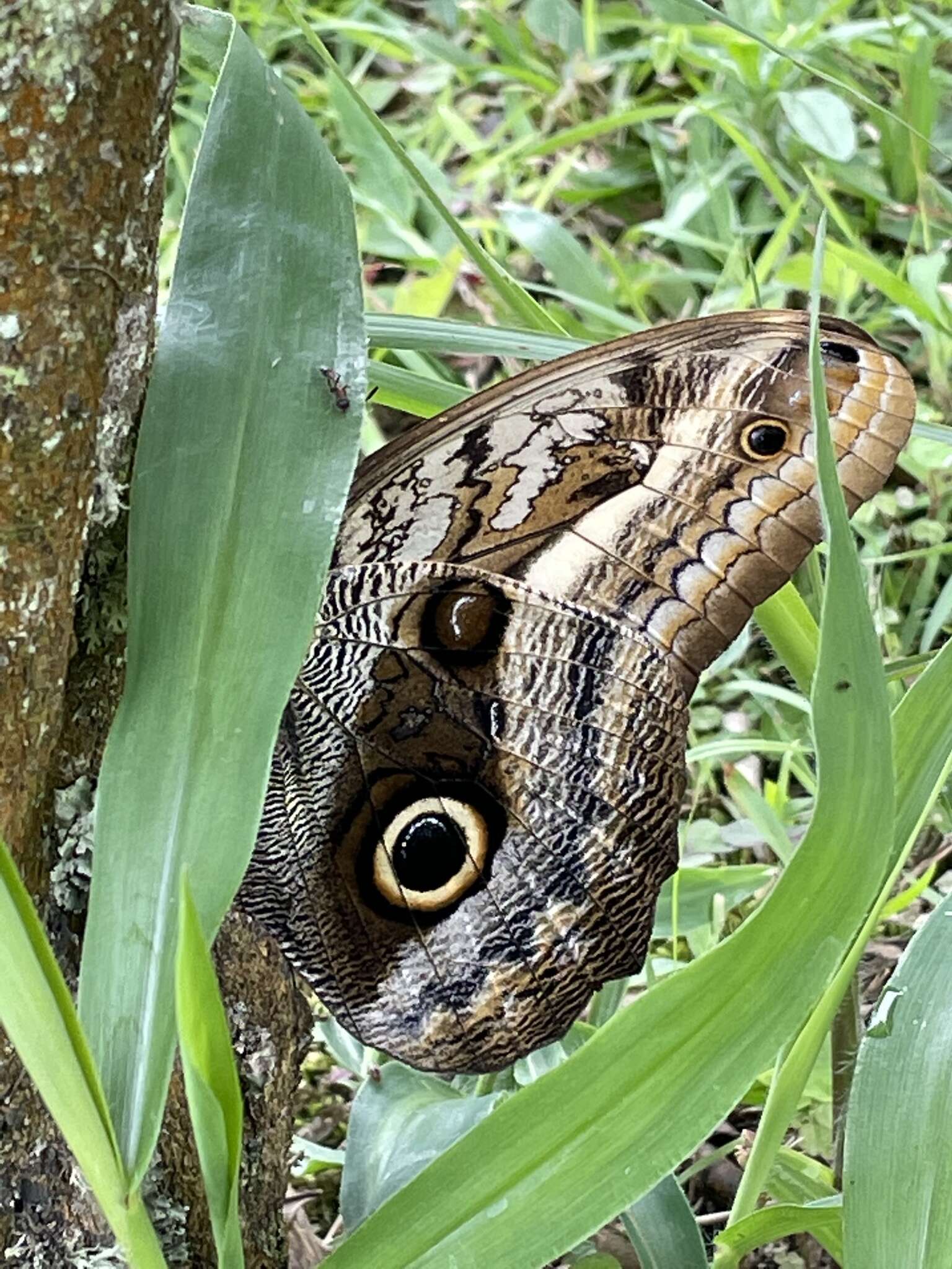 Plancia ëd Caligo oileus Felder 1861