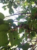 Image of black mulberry