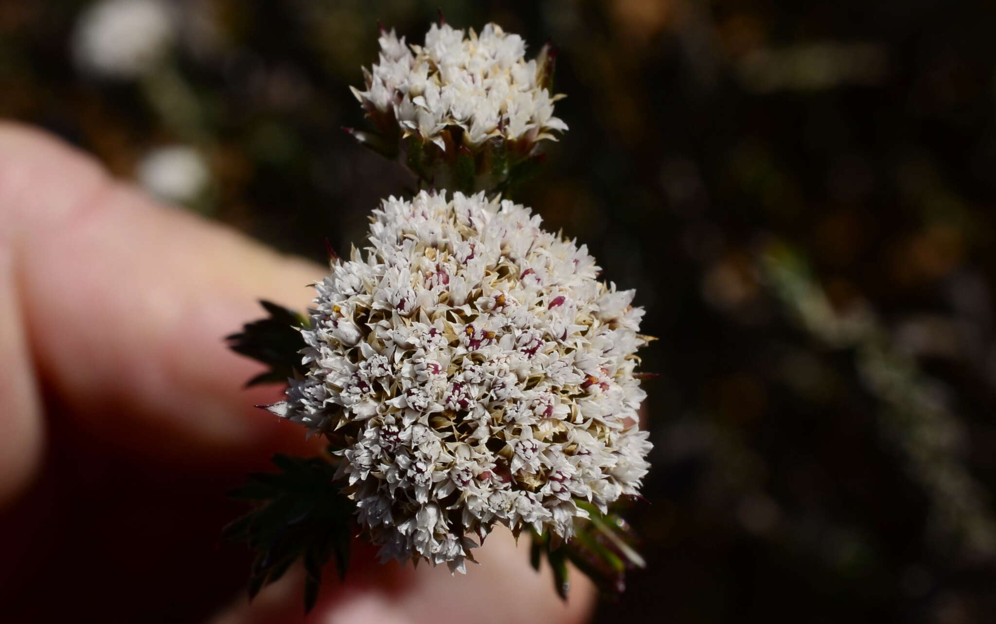 Image of Metalasia capitata (Lam.) Less.