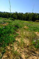 Image of Heliophila coronopifolia L.