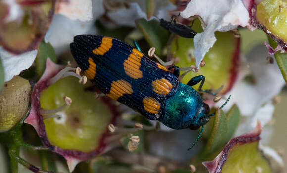 Image of Castiarina bicolor (Gory & Laporte 1838)