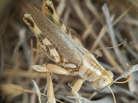 Слика од Aeoloplides californicus (Scudder & S. H. 1897)