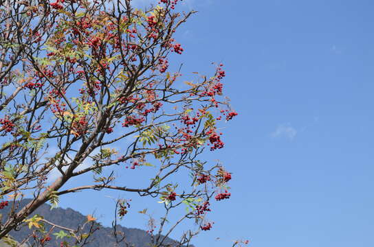 Imagem de Sorbus tianschanica Rupr.