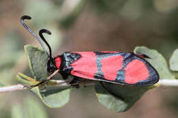 Image of Zygaena cuvieri Boisduval 1828