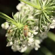 Image of <i>Germalus australis</i>