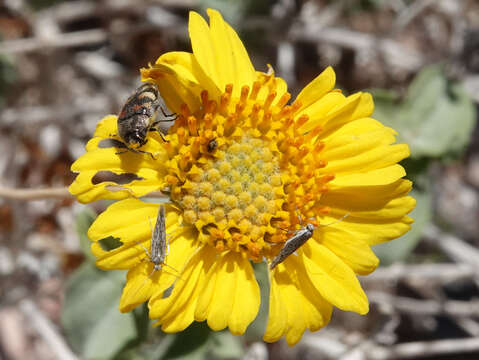 Sivun Encelia virginensis A. Nels. kuva