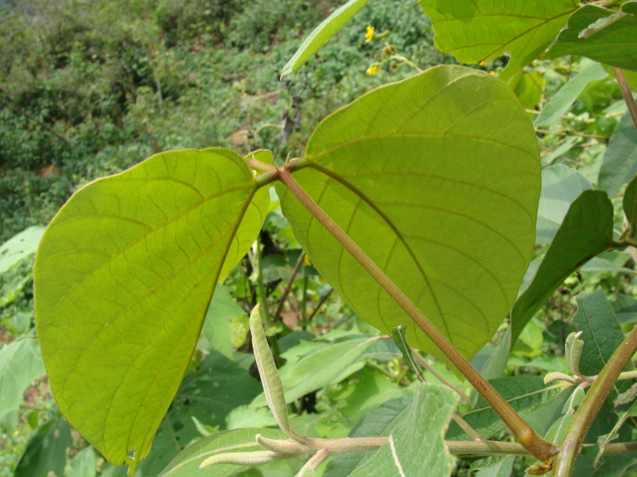 Image of Mucuna argyrophylla Standl.