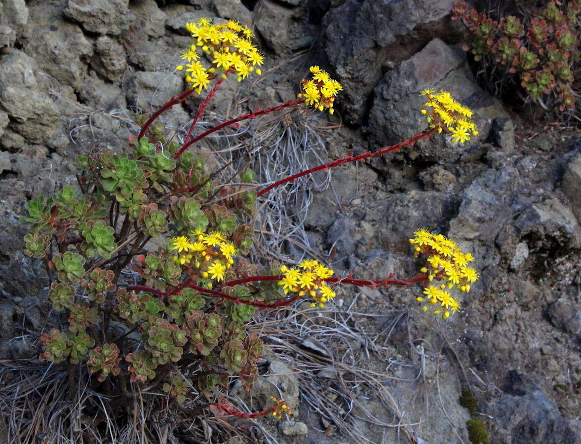 Image of Aeonium spathulatum (Hornem.) Praeger