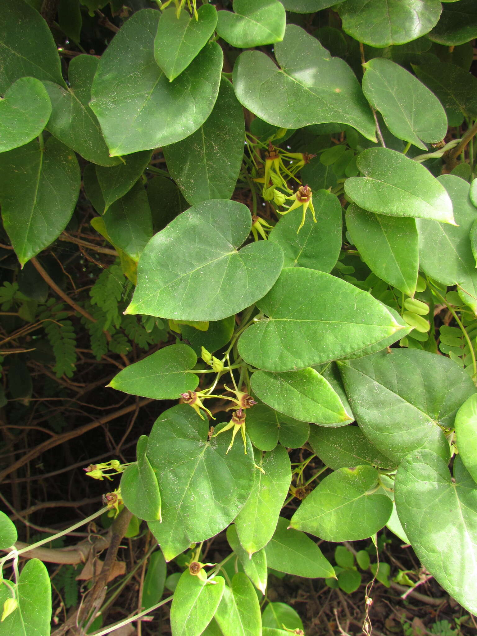 Image of Oxypetalum banksii Schult.