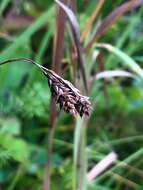 Image of scrabrous black sedge