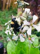 Image de Bombus medius Cresson 1864