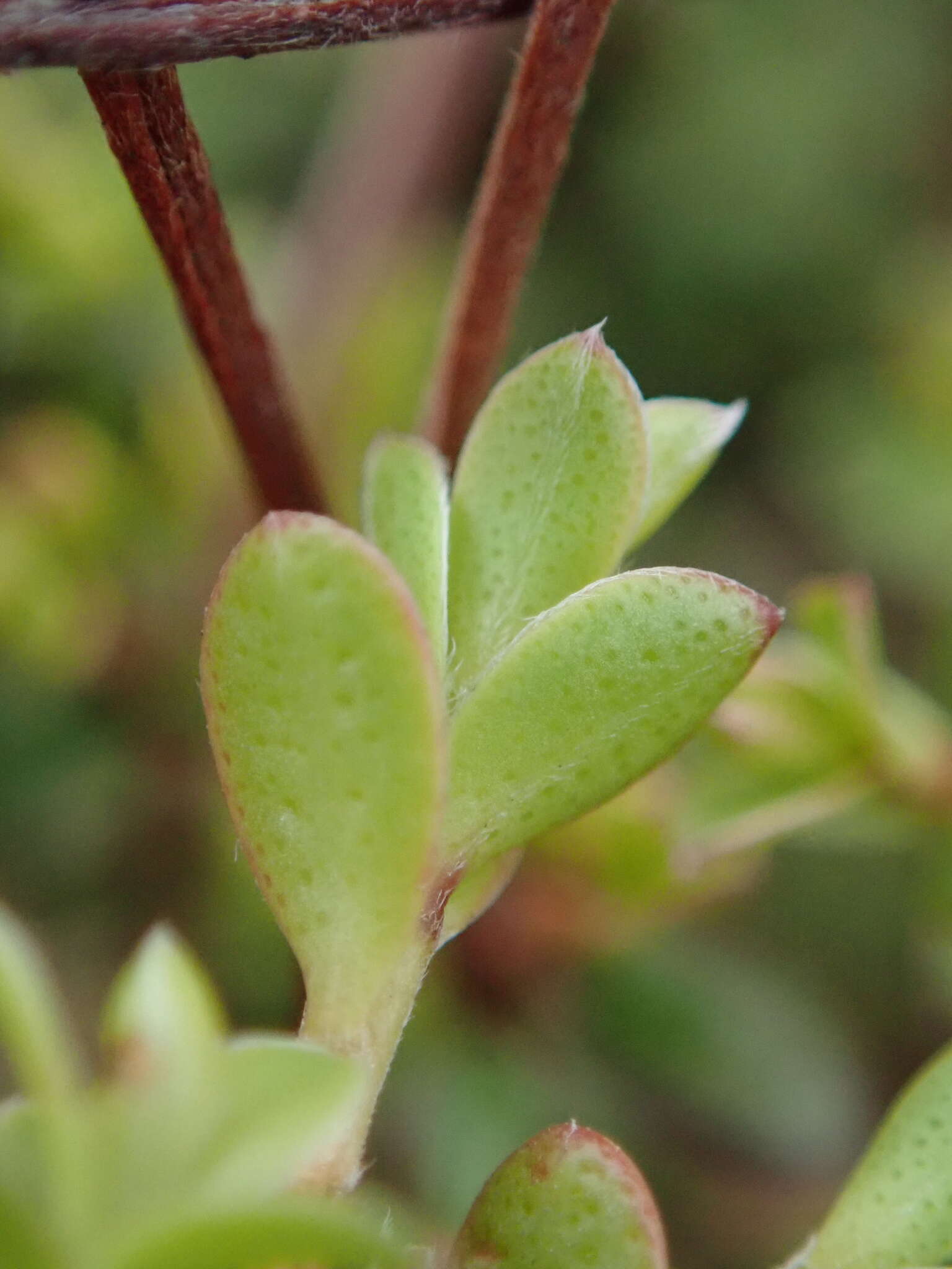 Image of Kunzea amathicola de Lange & Toelken