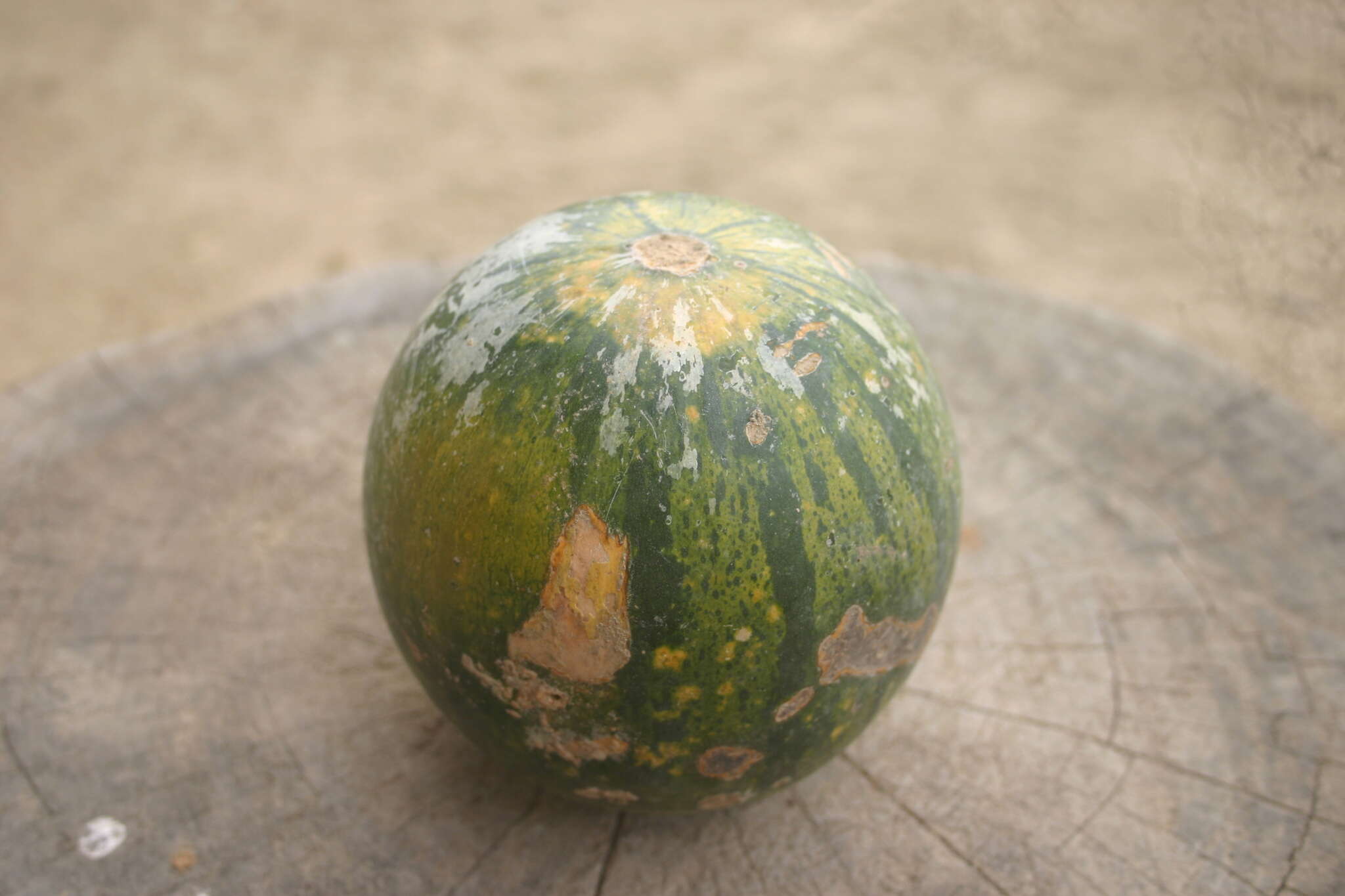 Image of Cucurbita ecuadorensis Cutler & Whitaker