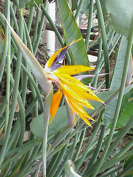 Image of Bird of paradise plant