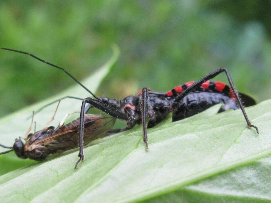 Plancia ëd Rhynocoris leucospilus sibiricus (Jakovlev 1893)