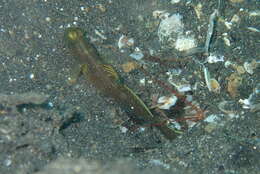 Image of Y-bar shrimp goby