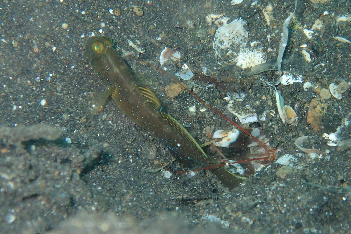 Image of Y-bar shrimp goby