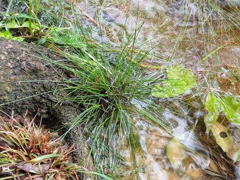 Sivun Eleocharis pellucida J. Presl & C. Presl kuva