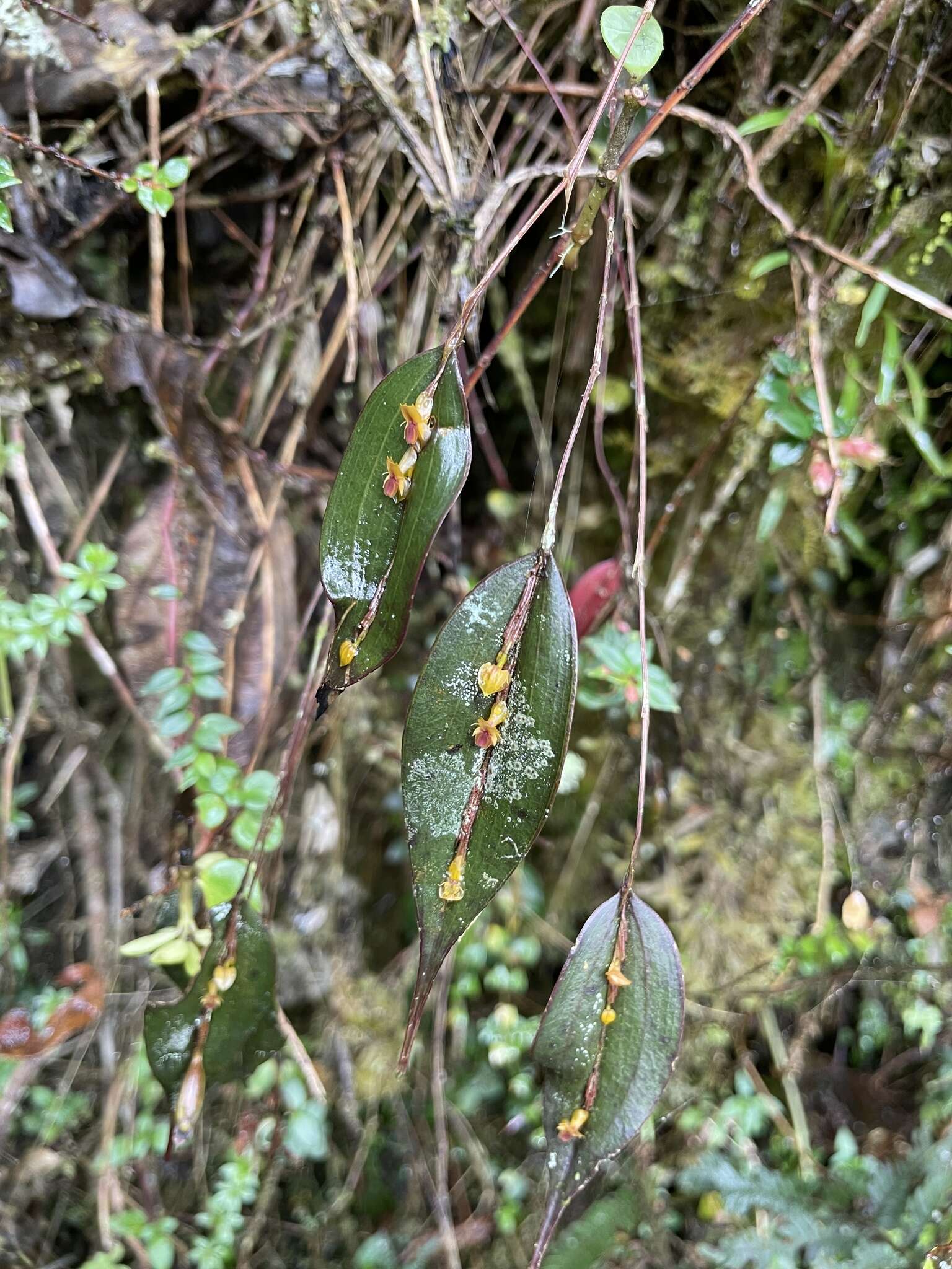 Image of Lepanthes mucronata Lindl.