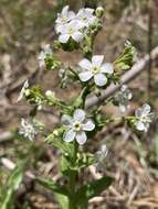 Hackelia californica (A. Gray) I. M. Johnst. resmi