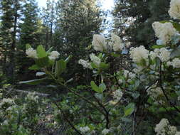 Ceanothus velutinus Dougl. resmi