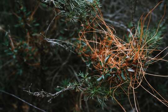 Image of chaparral dodder